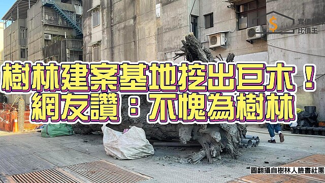 新北市樹林區米蘭敦美建案基地挖出一棵巨木,引發討論。實價登錄比價王